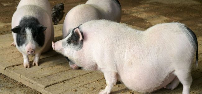 圖片來(lái)源：全景視覺(jué)