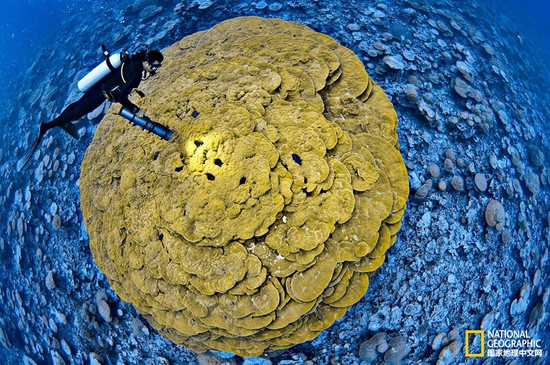 金曼礁國家紀(jì)念區(qū)，太平洋攝影：Brian Skerry，國家地理創(chuàng)意版