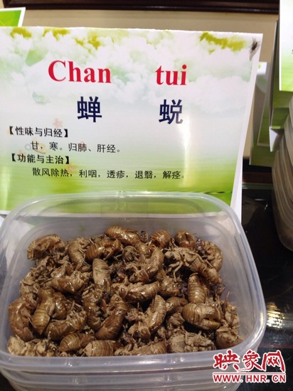 你可能沒想到，這個(gè)知了幼蟲退下的皮還是一味藥，對嗎？