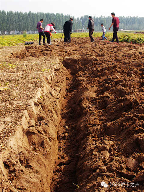 都說山藥埋得深，您還是眼見為實(shí)吧