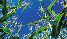 玉米割苗能增產(chǎn)20%～30%？不靠譜！