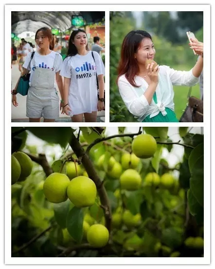 美女與香梨，你更愛哪一個？！