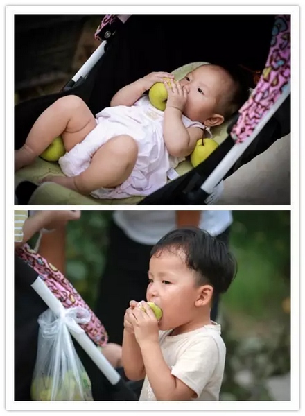 純天然無公害，新鮮采摘，直接入口！