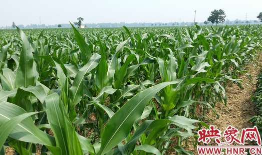 種植其他品種的玉米苗枝粗葉大，郁郁蔥蔥