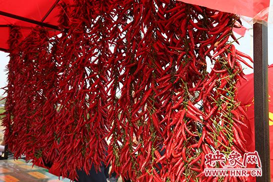 簇簇辣椒紅似火 簇簇辣椒紅似火