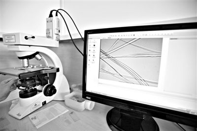 顯微鏡下，蠶絲呈現(xiàn)出表面有光澤，形狀不規(guī)則，粗細不均。