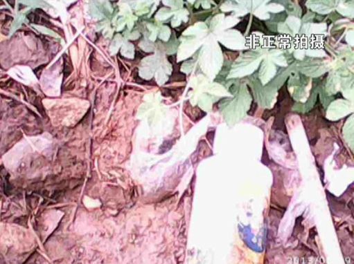 大棚蔬菜園區(qū)里到處丟棄著農(nóng)藥廢物。