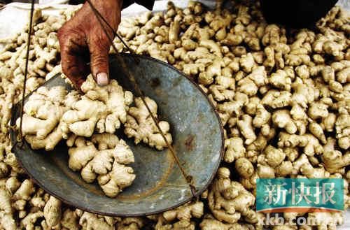 “姜你軍”卷土重來 供應(yīng)不足今年姜價(jià)恐難降