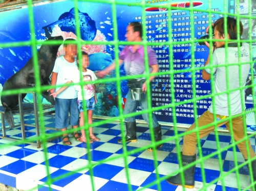 海獅就這樣被飼養(yǎng)員和攝影師擺弄，稍不聽話就會(huì)遭到毒打。