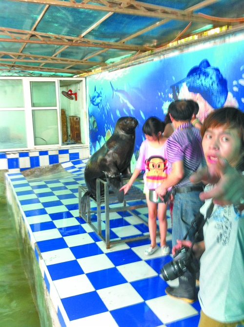 海獅館內(nèi)的攝影師警惕性很高,禁止記者拍照。