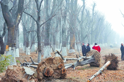 老樹之殤，令人扼腕。