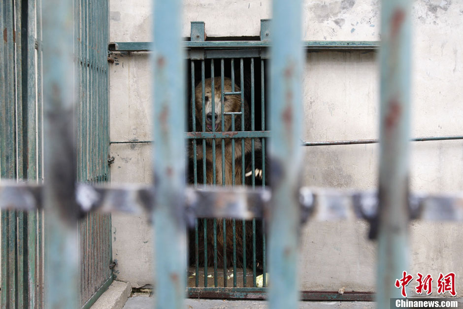 6月19日，河南鄭州，新密市動物園咬死飼養(yǎng)員的肇事棕熊被暫押在鄭州動物園內(nèi)，該熊“臥室”周圍被三重鋼