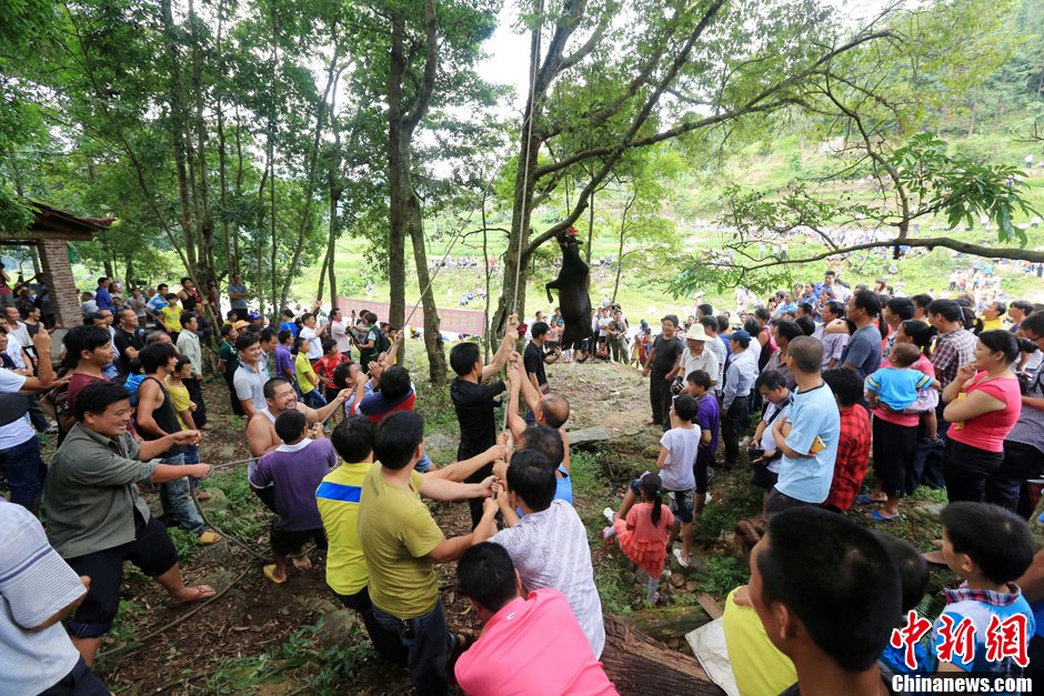 黃牛被侗族村民合力吊在樹上。譚凱興 攝