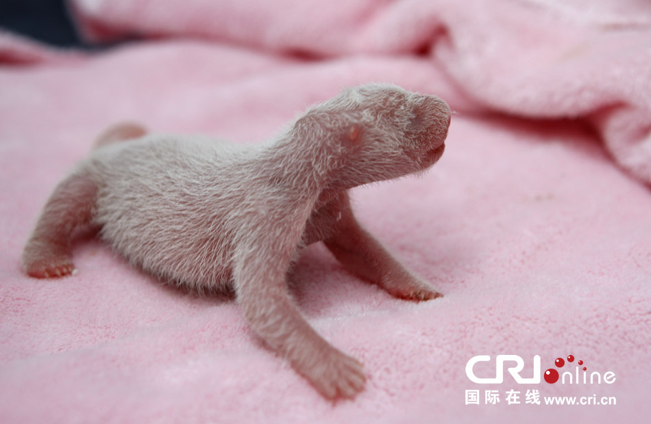 2013年7月11日，成都大熊貓繁育研究基地月亮產(chǎn)房，新生大熊貓寶寶在育嬰箱里憨態(tài)可掬。