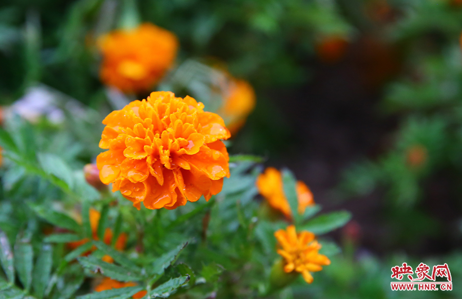 一場秋雨洗去花朵上多日來的塵埃，嬌艷欲滴。
