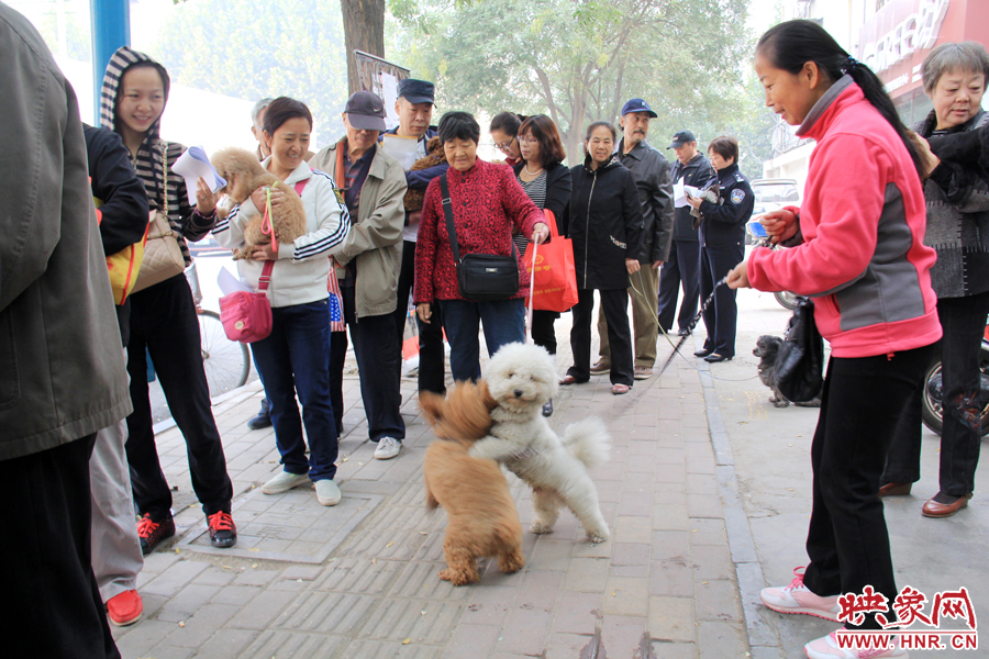 在辦狗證現(xiàn)場，兩只狗狗歡樂地在一起玩耍
