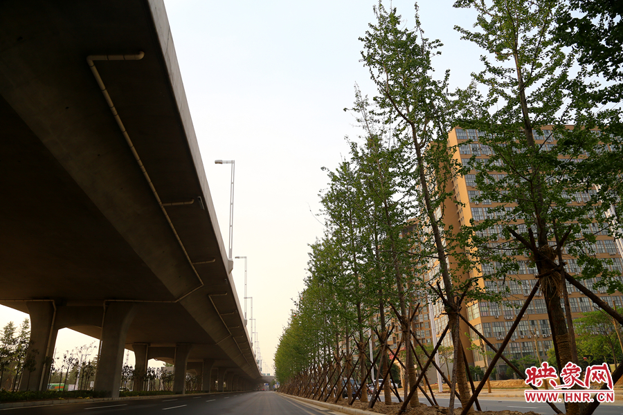 三環(huán)快速路旁的銀杏樹