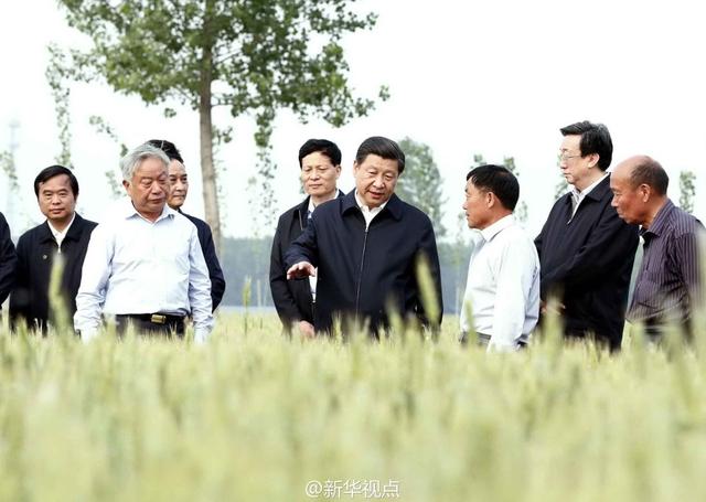 習近平走進糧田,看麥穗灌漿,問農田建設。