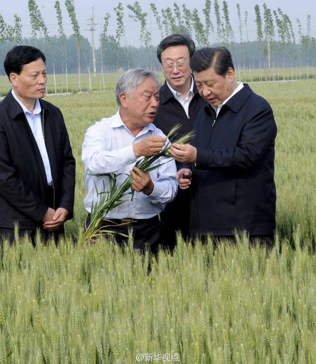 習近平走進糧田,看麥穗灌漿,問農田建設。