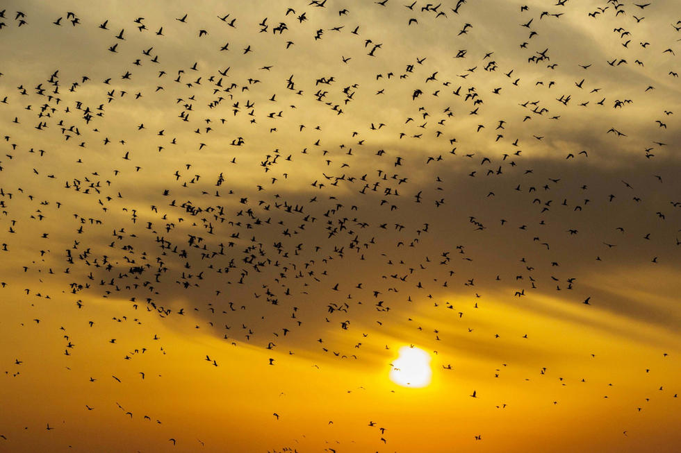 江蘇省連云港市贛榆區(qū)上空出現(xiàn)火燒云景觀，成群海鳥迎著霞光在天空中翩躚起舞，場面蔚為壯觀。