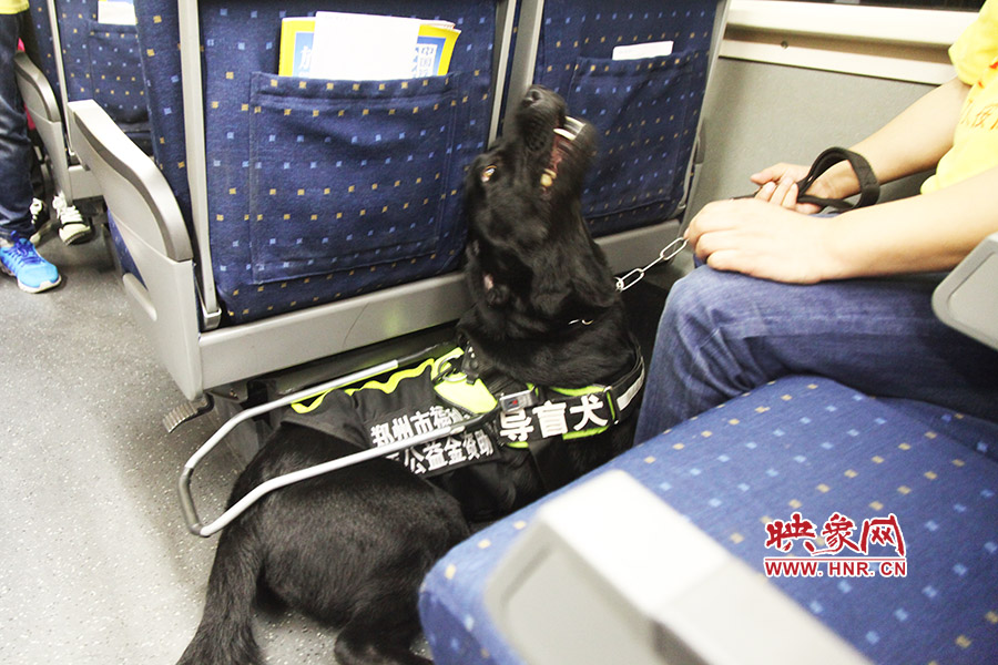 其中一名視力殘障人士將導(dǎo)盲犬帶到車(chē)上