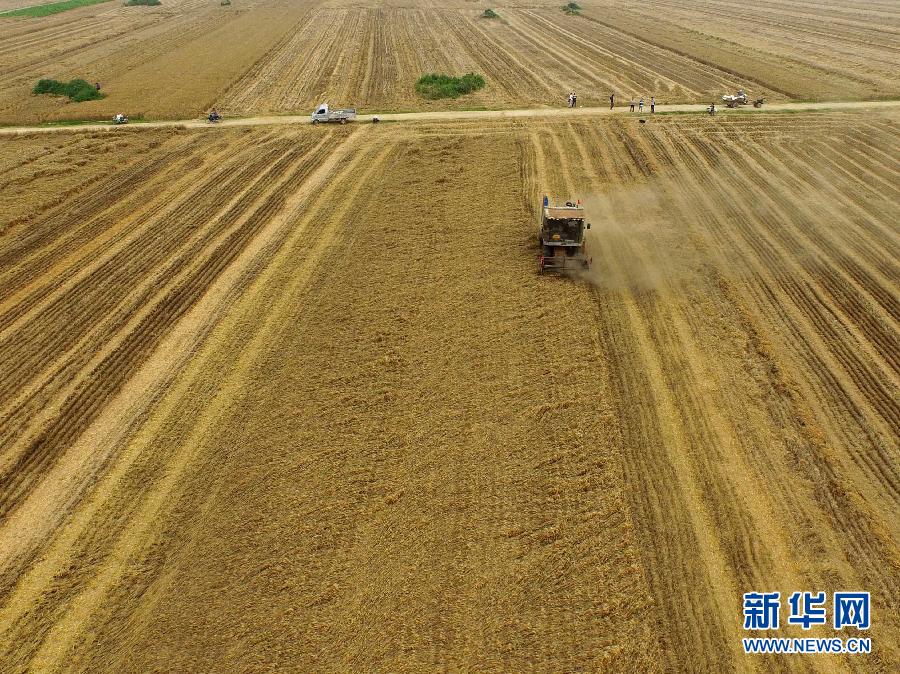 這是5月28日在河南省南陽(yáng)市唐河縣甘河灣村航拍的麥?zhǔn)宅F(xiàn)場(chǎng)。