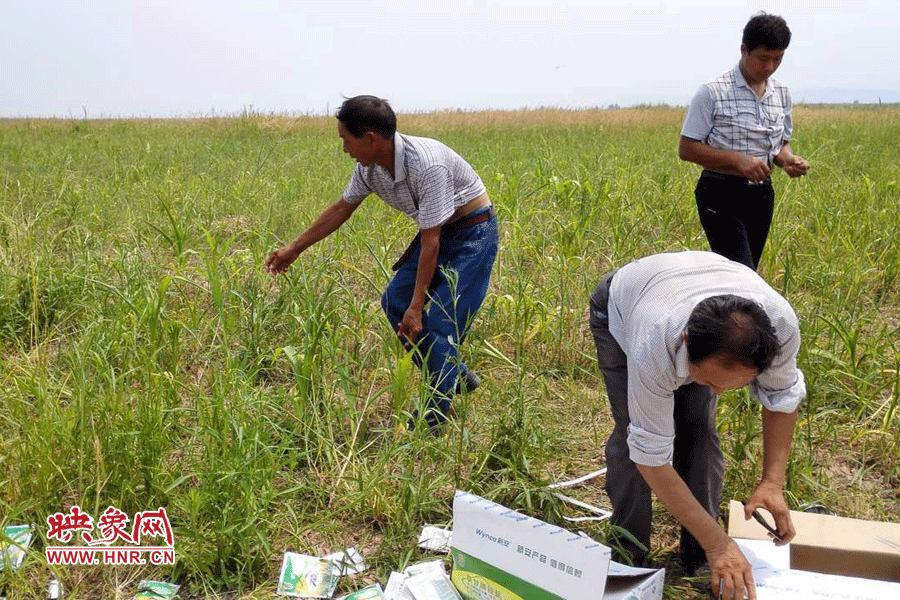 村民在撿拾散落的農(nóng)藥袋，身后是被毀的玉米。