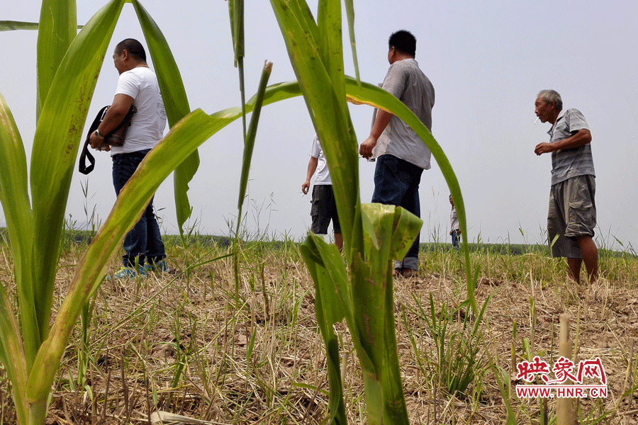 耙過(guò)的玉米地殘留的玉米。