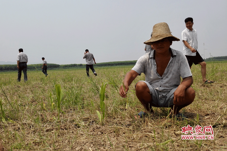 村民手捧殘留的玉米，欲哭無(wú)淚。