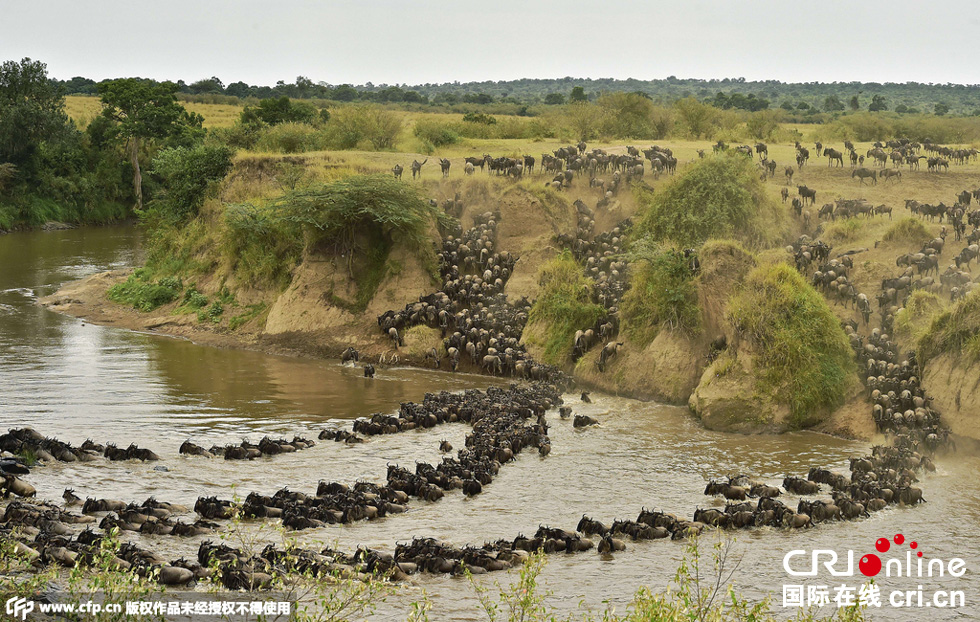 當(dāng)?shù)貢r(shí)間2015年9月4日，肯尼亞馬賽馬拉，角馬大遷徙。