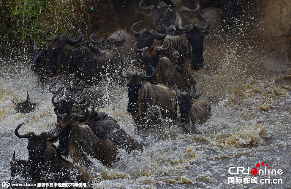 當(dāng)?shù)貢r(shí)間2015年9月4日，肯尼亞馬賽馬拉，角馬大遷徙。