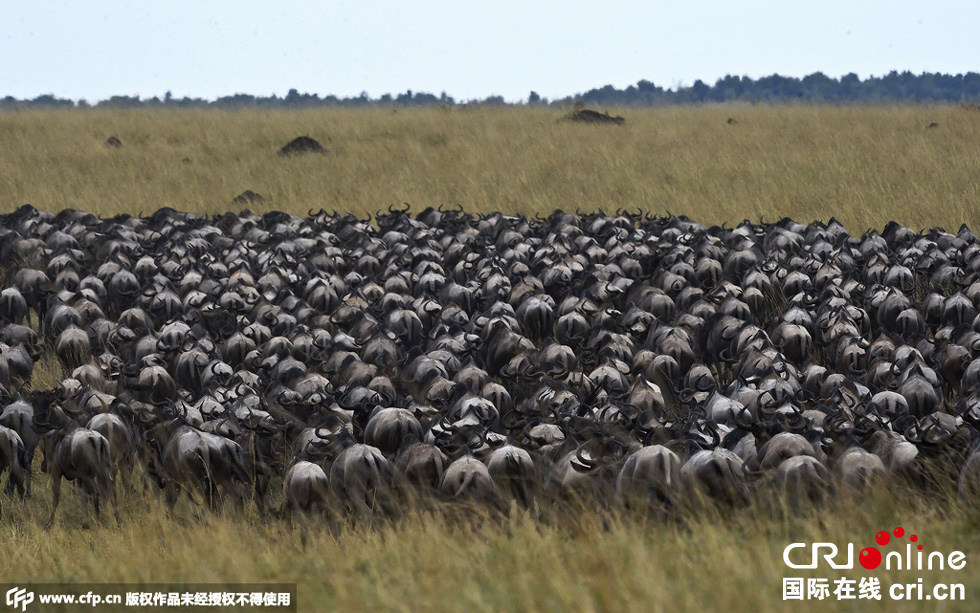 當(dāng)?shù)貢r(shí)間2015年9月4日，肯尼亞馬賽馬拉，角馬大遷徙。