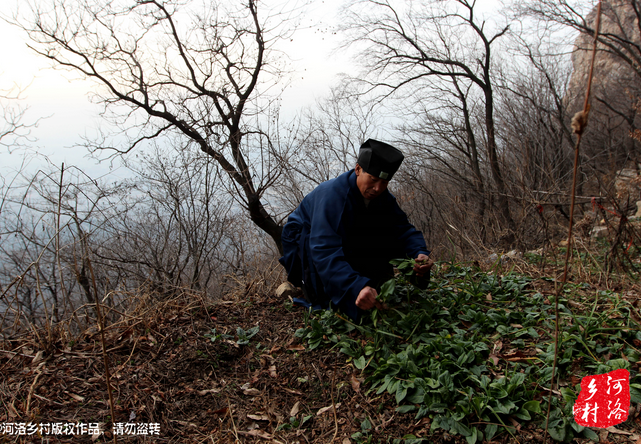山上缺雨少水，不大的一方菜地。是他和另一個(gè)道友的菜地，老崔的蔬菜倒也擺弄的一片生機(jī)盎然。