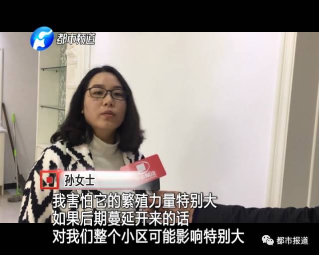 蟻?zhàn)宕筌娙肭?！十幾萬(wàn)裝修的新家被“吃掉”