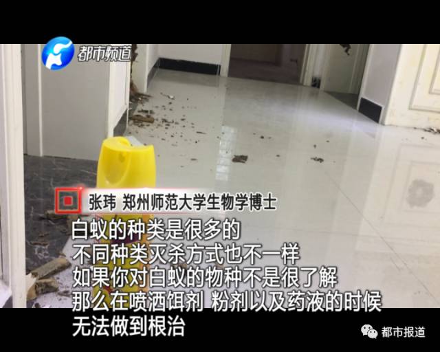 蟻?zhàn)宕筌娙肭?！十幾萬(wàn)裝修的新家被“吃掉”