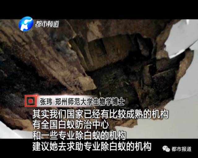 蟻?zhàn)宕筌娙肭?！十幾萬(wàn)裝修的新家被“吃掉”