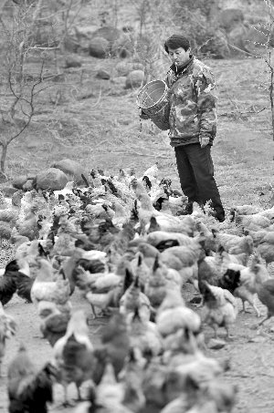林志坤辭職后在溧水一座山頭開了一片地，每天種菜、喂雞 現(xiàn)代快報記者 施向輝 攝