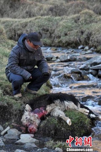 　今年，他家已經(jīng)有3只羊被狼咬死。確·胡熱攝