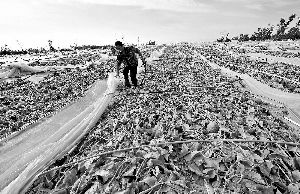 12日，工人在海南省樂東縣佛羅鎮(zhèn)清理被臺(tái)風(fēng)刮爛的哈密瓜薄膜架子。 新華社發(fā)