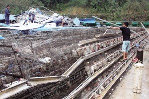 11月13日，位于三亞市吉陽鎮(zhèn)的三亞市菜籃子蛋雞基地，工人們正在搶修雞舍設(shè)施。