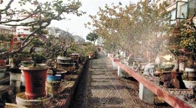 劉光嘉出示博物館內(nèi)部圖片中，擺放著各種盆景。