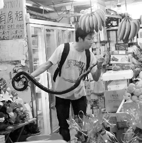 捕蛇專家張亮抓住眼鏡王蛇。信息時報記者 康健 翻拍