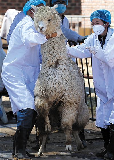 好強壯！我真的不是虛胖，兩三個人別想控制我。