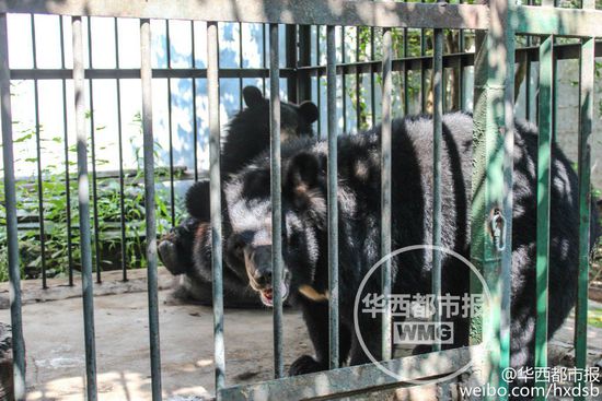 男子800元買寵物狗誤購黑熊 每月飼料上千元 男子800元買寵物狗誤購黑熊 每月飼料上千元