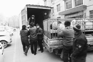 　　■返還追回的被搶綿羊。 本報(bào)記者董世杰攝