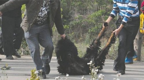 雙流鳳凰村兩只巨型藏獒襲擊村民，民警用手槍將其當(dāng)場擊斃