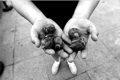 “大煙殼”輕易就可以買到。下圖：女攤主拿出藏在紅色兜子里的“大煙殼”，向記者兜售。京華時報實習記者趙思衡攝