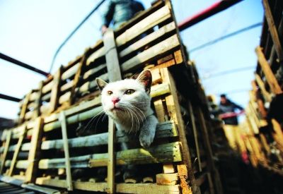 貨車上被販運(yùn)的貓。 記者陳亮 攝