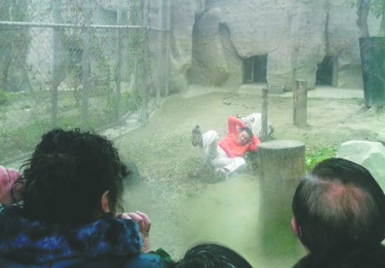 昨日，成都動(dòng)物園，男子進(jìn)入白虎活動(dòng)區(qū)后被白虎拖行。動(dòng)物園出動(dòng)50多人成功營(yíng)救下他