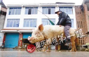 蔣大爺騎著他的種豬出門(mén)，回頭率很高。